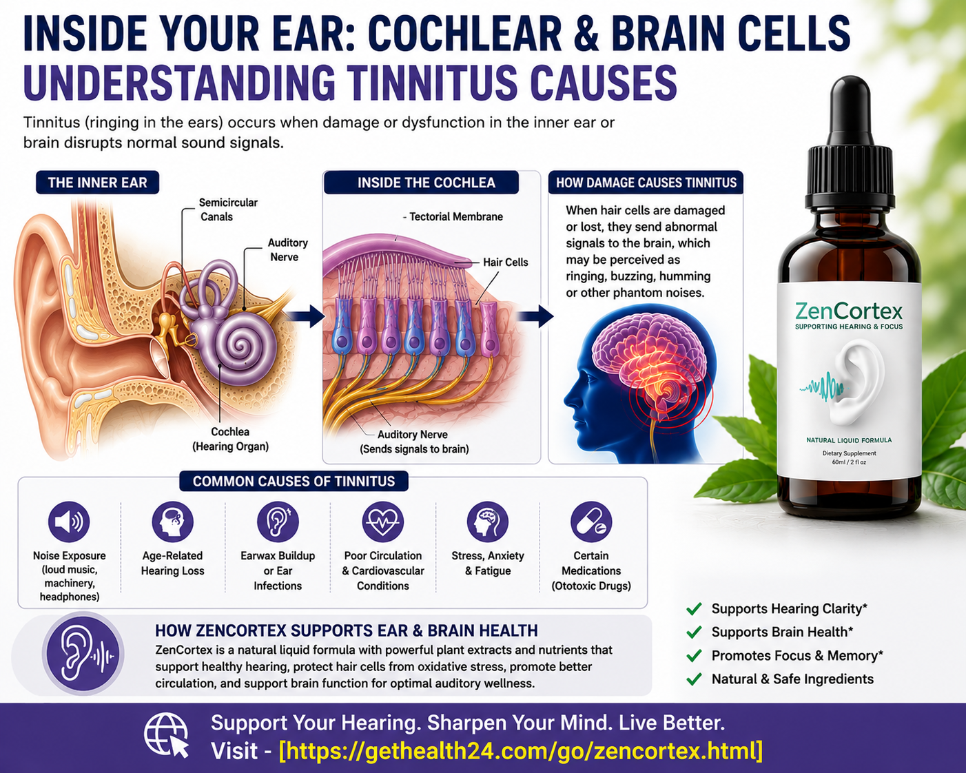 Infographic explaining tinnitus causes inside the ear and how ZenCortex supports hearing